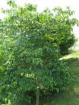 Click image for larger version. 

Name:	Vernicia_fordii4.jpg 
Views:	359 
Size:	460.1 KB 
ID:	12331
