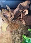 Click image for larger version. 

Name:	petsnake.jpg 
Views:	221 
Size:	509.1 KB 
ID:	20084