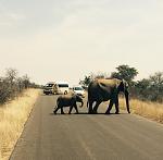 Click image for larger version. 

Name:	elephant.jpg 
Views:	206 
Size:	310.7 KB 
ID:	22856