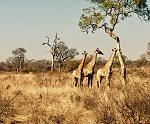 Click image for larger version. 

Name:	giraffes.jpg 
Views:	202 
Size:	456.5 KB 
ID:	22866