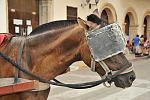 Click image for larger version. 

Name:	horse-blinders1.jpg 
Views:	252 
Size:	71.0 KB 
ID:	24097
