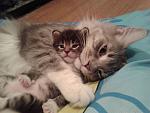 Click image for larger version. 

Name:	cats.jpg 
Views:	1 
Size:	64.5 KB 
ID:	32697