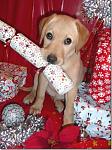 Click image for larger version. 

Name:	xmas shot 2[1].jpg 
Views:	613 
Size:	76.4 KB 
ID:	7584