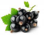 Click image for larger version. 

Name:	not_enough_currant.jpg 
Views:	317 
Size:	209.4 KB 
ID:	9760